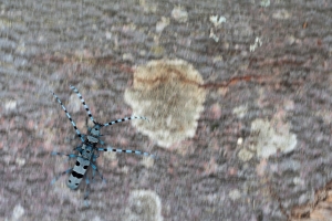 Alpenbock (Rosalia alpina)