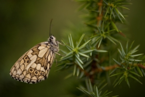 Schachbrett, Damenbrett (Melanargia galathea)