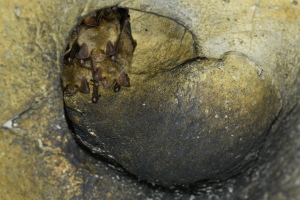 Großes Mausohr