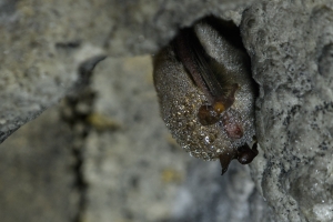 Wasserfledermaus