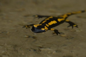 Feuersalamander