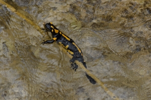 Feuersalamander