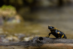 Feuersalamander