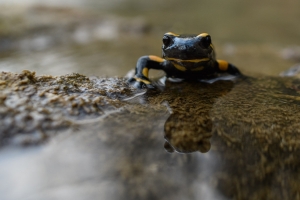 Feuersalamander
