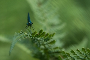 Blauflügel Prachtlibelle