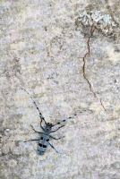 Alpenbock, Rosalia alpina