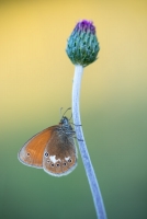 Rotbraunes Wiesenvögelchen, Coenonympha glycerion