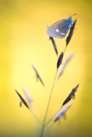 Rotbraunes Wiesenvögelchen, Coenonympha glycerion