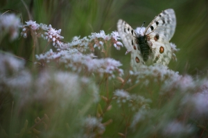 Roter Apollo, Parnassius apollo