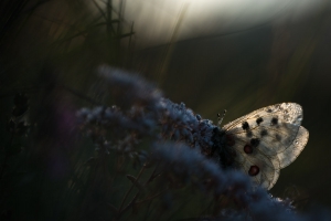 Roter Apollo, Parnassius apollo