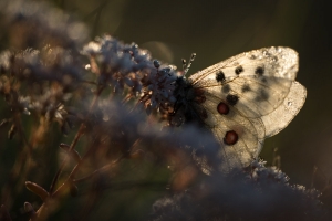 Roter Apollo, Parnassius apollo