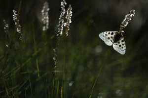 Roter Apollo, Parnassius apollo