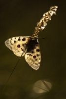 Roter Apollo, Parnassius apollo