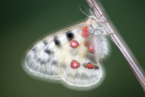 Roter Apollo, Parnassius apollo, Doppelbelichtung