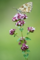Schachbrettfalter, Melanargia galathea