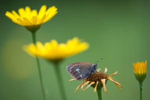 Rotbraunes Wiesenvögelchen, Coenonympha glycerion