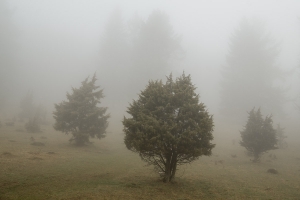Wacholderheide im Nebel