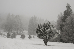 Schafberg,Wacholder im winterlichen Nebel