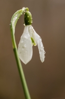 gewöhnliches Schneeglöchen, Galanthus nivalis