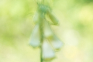 Großblütiger Fingerhut Digitalis grandiflora