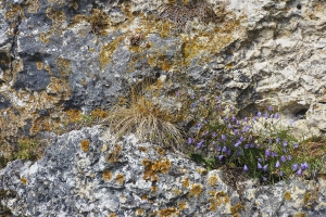 Pfirsichblättrige Glockenblume an der Felswand Vogelherhöhle Lonetal, Olympus OMD 1 Mark II