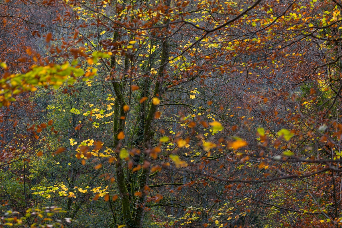 Herbstlicher Baumblick bei Grabenstetten