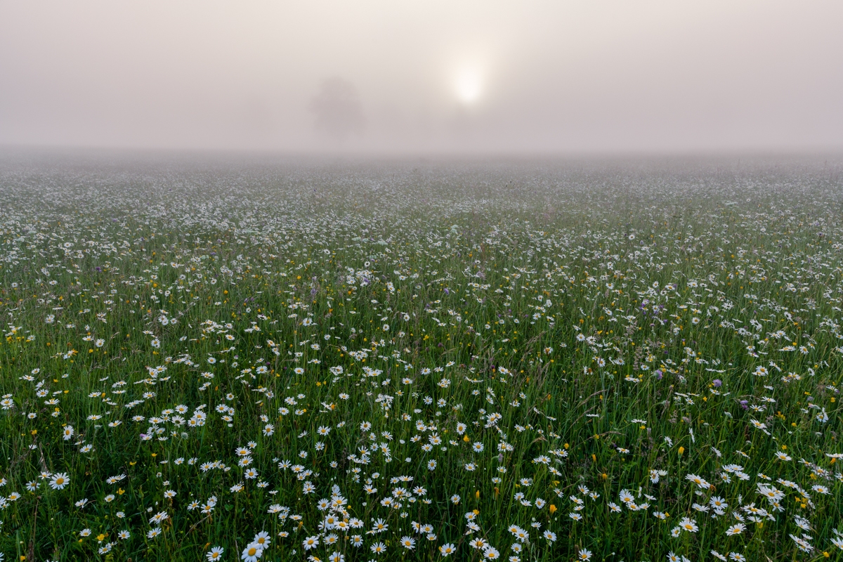 Margeritenwiese im Nebel