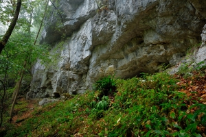 Hirschzungenfarn unter Felsen am Albtrauf