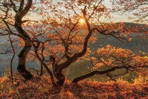 Herbstbaum am Rand der Hülenbuchwiesen