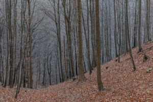 Laubloser Wald am Roßberg