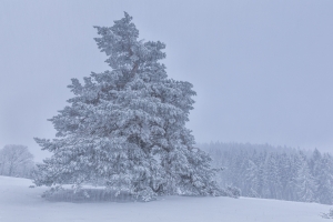 Kiefer bei Schneefall im Hersfeld