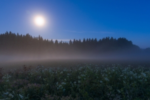 Vollmondnacht auf den Hülenbuchwiesen II