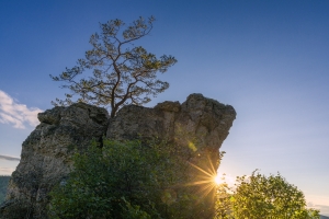 Baum auf Alb-Felsen