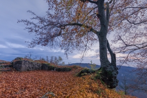Herbstlicher Baum am Albtrauf