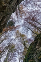Himmelsblick zum Herbstwald - Hochkant