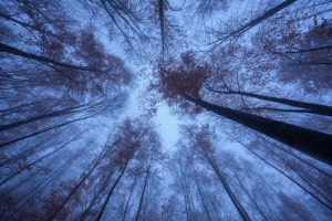 Wald-Blick nach oben in der Blauen Stunde