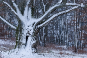 Winterlicher Charakterbaum