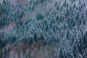 Nadelbäume mit Schnee am Alb-Hang