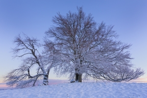 Zwei Winterbäume