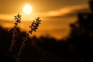 Sonnenaufgang mit Wiesen-Salbei