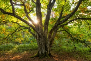 Sonnenstrahlen mit Herbstbaum