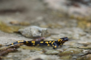 Salamander auf überspültem Weg beim Gütersteiner Wasserfall - Seitenansicht