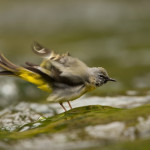 Gebirgsstelze, gray wagtail, Motacilla cinerea