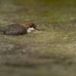 Wasseramsel; Cinclus cinclus; Dipper